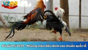 Đá gà Phi VZ99 - Những màn đấu đinh cao chuẩn quốc tế